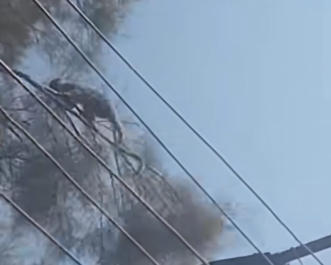 ظهور قرد صغير يلهو على الأشجار بقرية الديمقراط