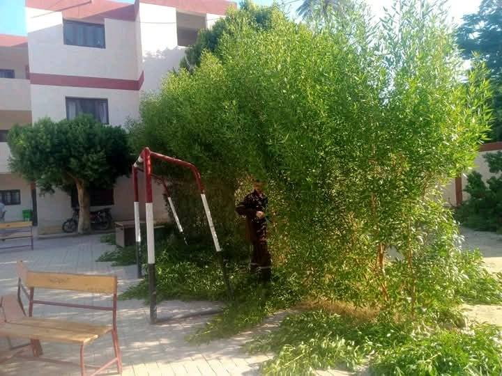 تهذيب الأشجار حول مدارس أرمنت استعدادًا للعام الدراسي الجديد تهذيب الأشجار حول مدارس أرمنت استعدادًا للعام الدراسي الجديد