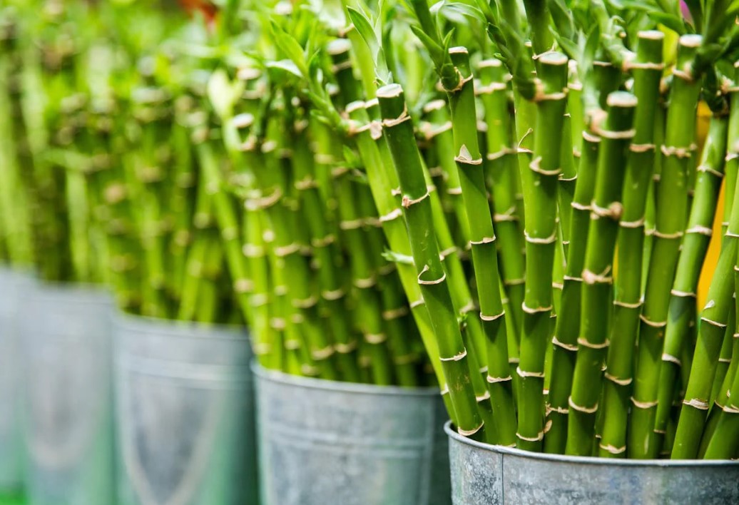 يوم البامبو العالمى