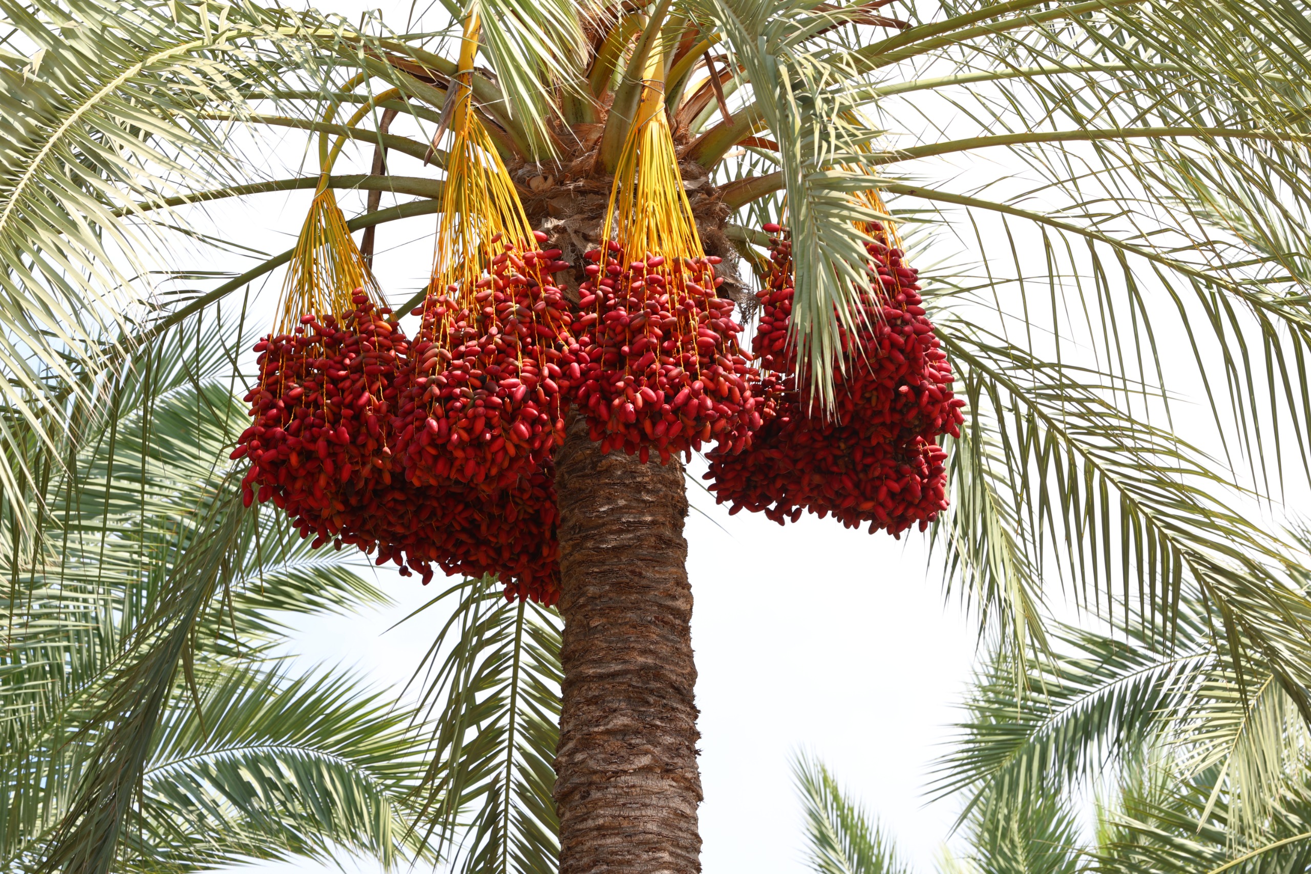 انتاج النخيل من البلح بكفر الشيخ انتاج النخيل من البلح بكفر الشيخ