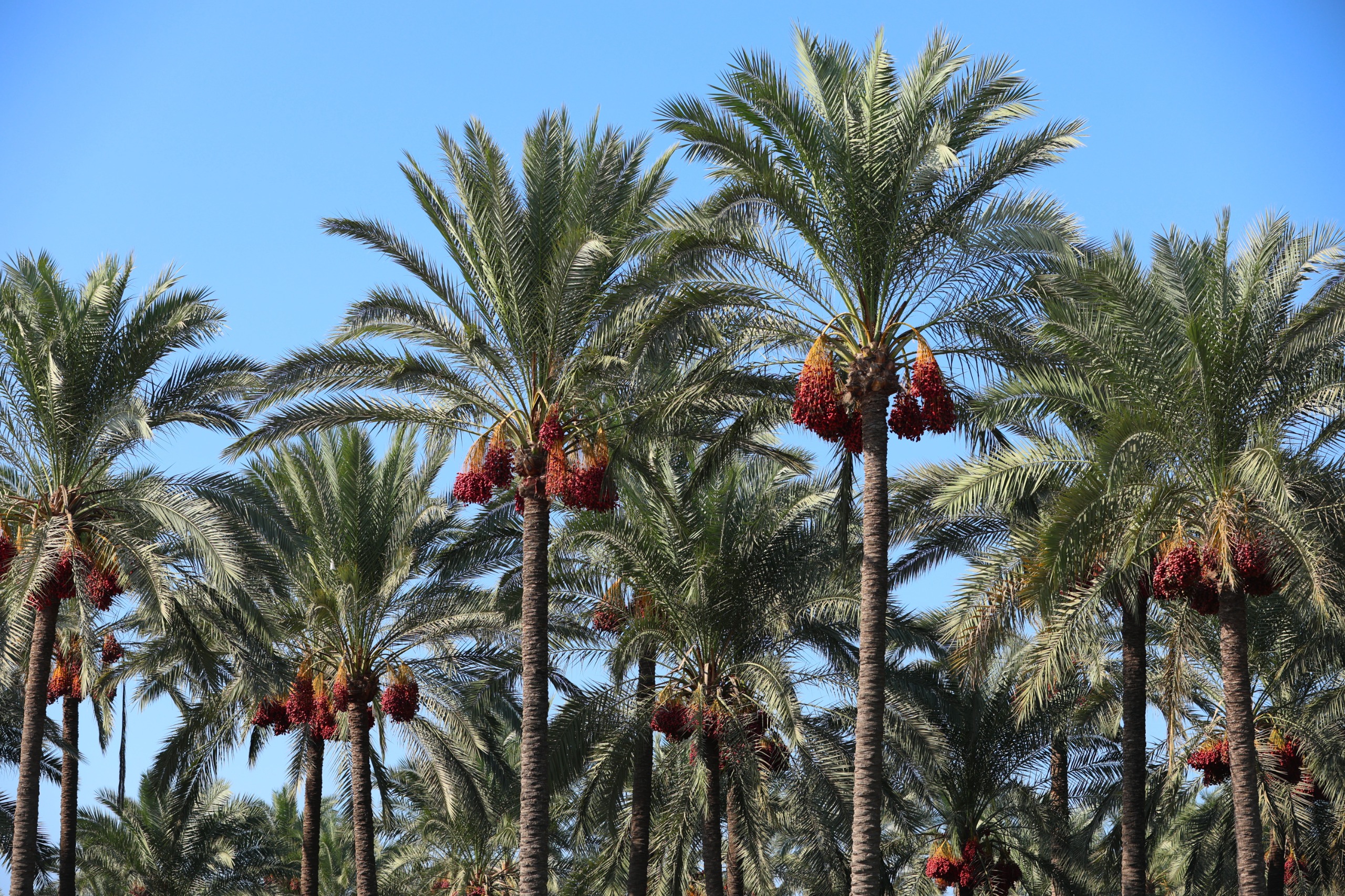 تنوع ثمار النخيل بكفر الشيخ تنوع ثمار النخيل بكفر الشيخ