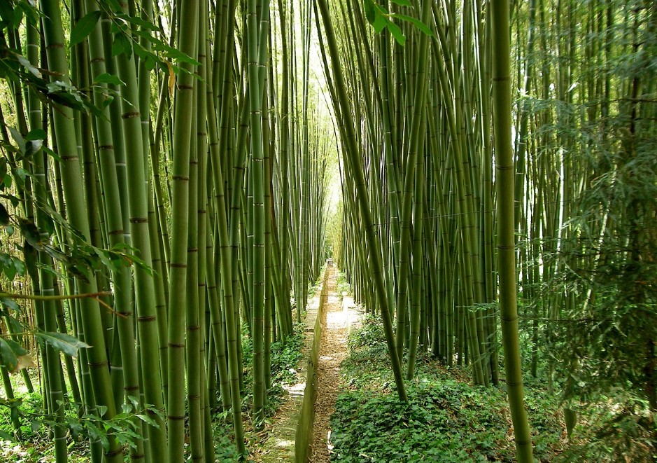 نبات البامبو