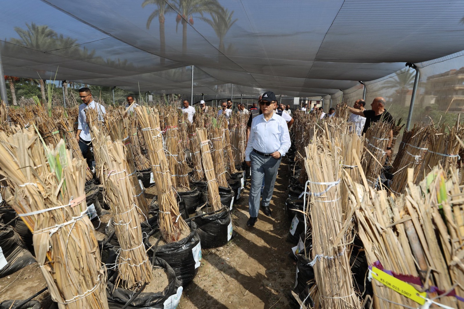 شتلات النخيل شتلات النخيل