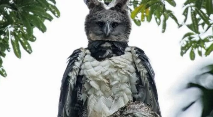 اقوى طائر فى امريكا اللاتينية اقوى طائر فى امريكا اللاتينية