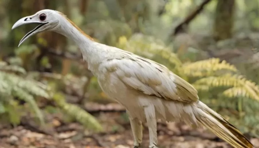 اقدم طائر فى العالم اقدم طائر فى العالم