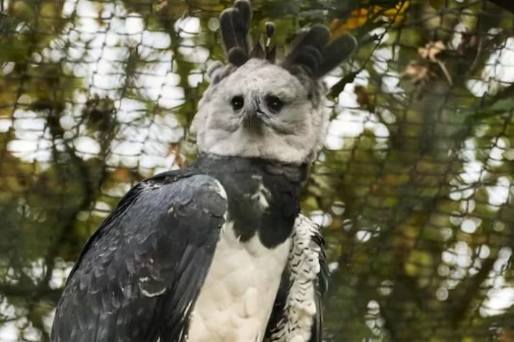 النسر الهاربى النسر الهاربى