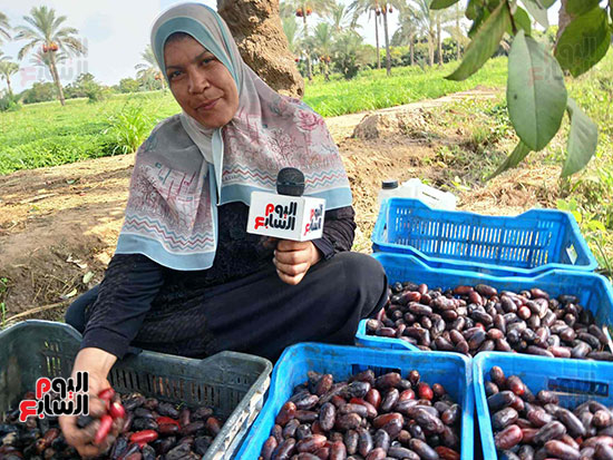 السيدات-تساعد-ازواجهن-فى-حصاد-البلح