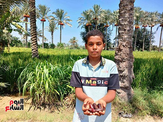 بلح-القرين-مشهور-بما