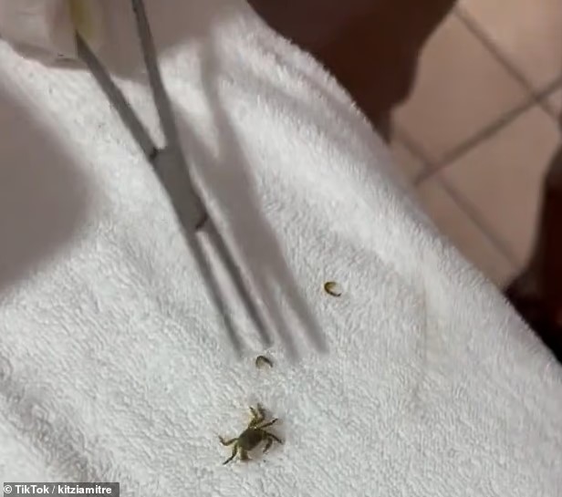 سرطان بحر صغير سرطان بحر صغير