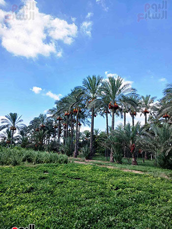 النخيل-يعانق-السماء