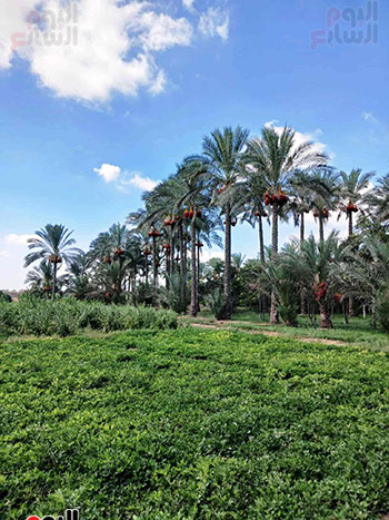 القرين-بلد-المليون-نخلة