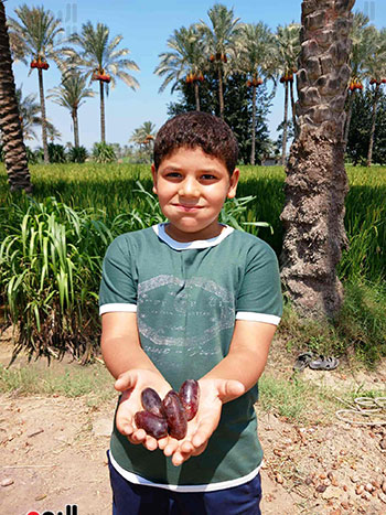 موسم-حصاد-البلح-بمدينة-القرين