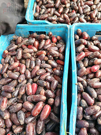 البلح-الحيانى