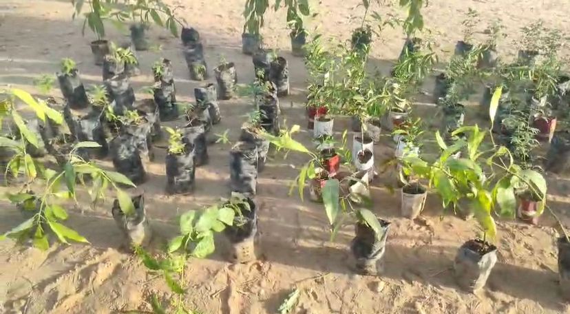  حملة "دنقلا خضراء" لزراعة مليون شتلة بولاية الشمالية