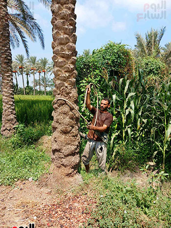 سعيد-طالع-النخل