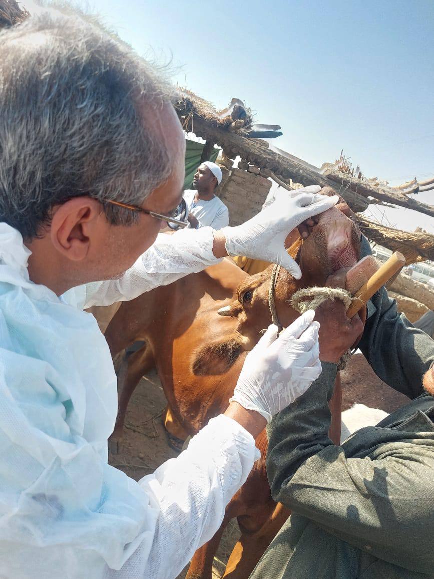 فرق الطب البيطرى بالأقصر تحصن الماشية بالأسواق الأسبوعية فرق الطب البيطرى بالأقصر تحصن الماشية بالأسواق الأسبوعية