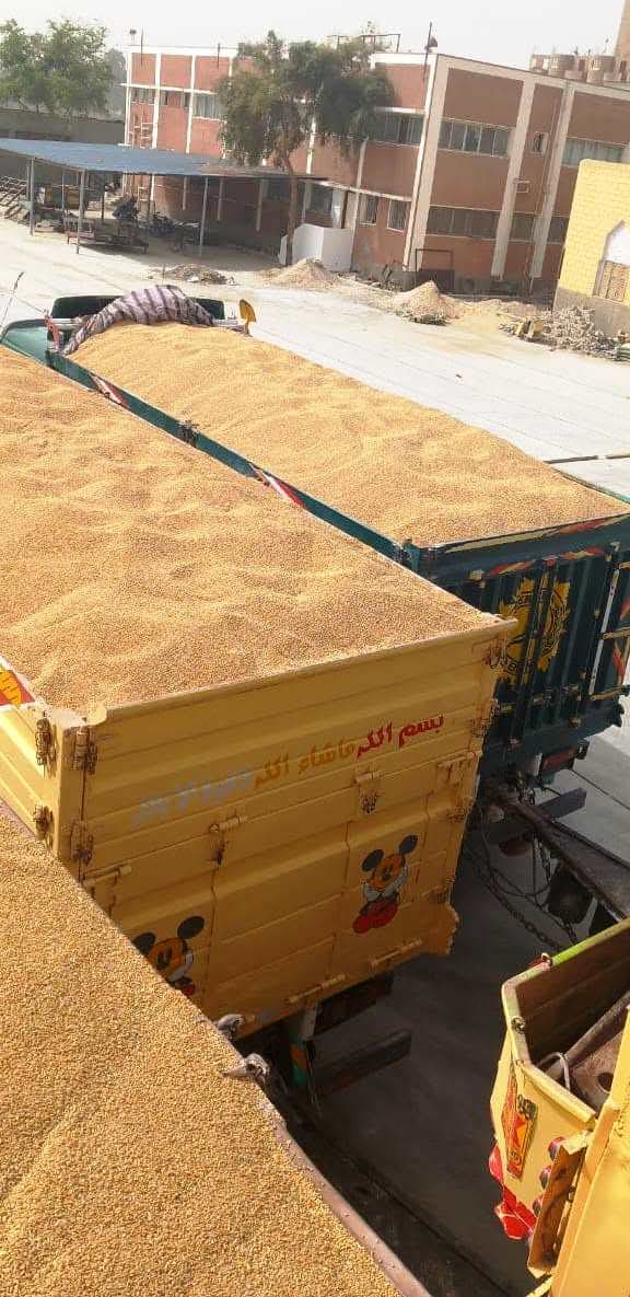 توريد اقماح بسوهاج (3)