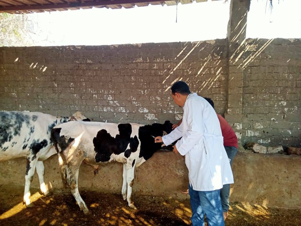 تحصين الماشية ضد الحمى القلاعية