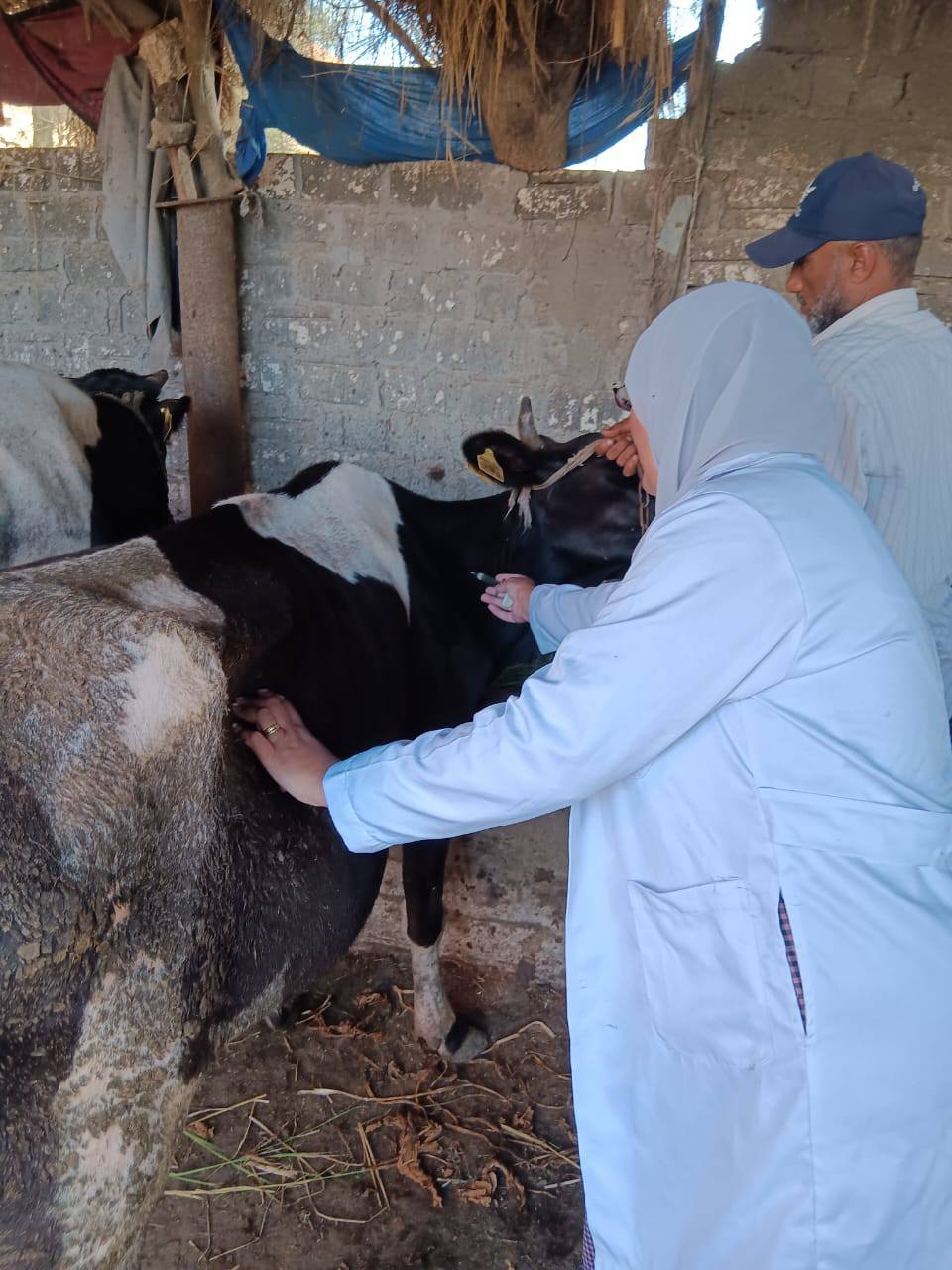 تحصين الماشية