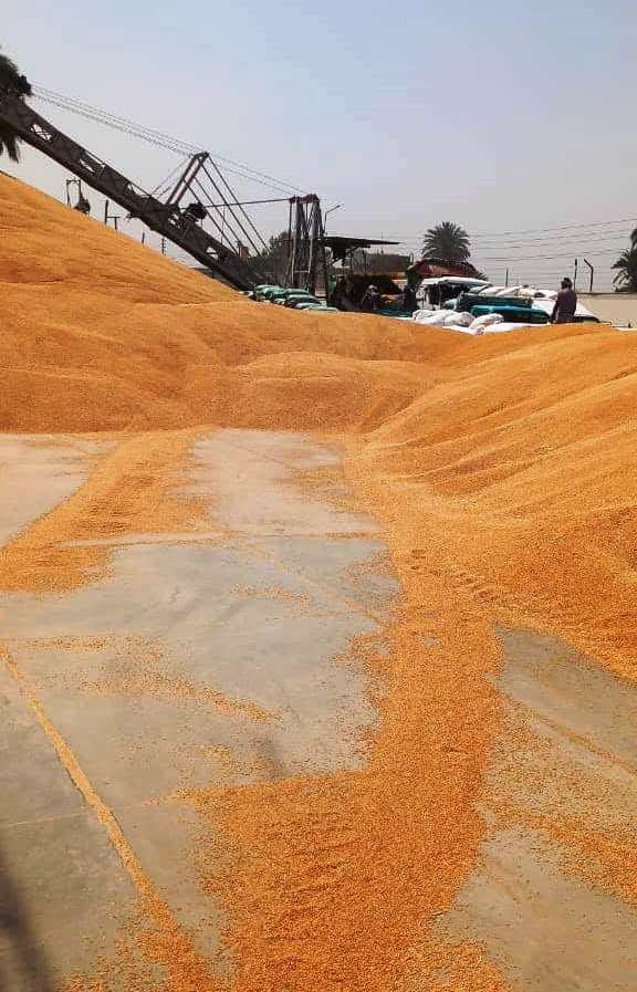 توريد اقماح بسوهاج (1)