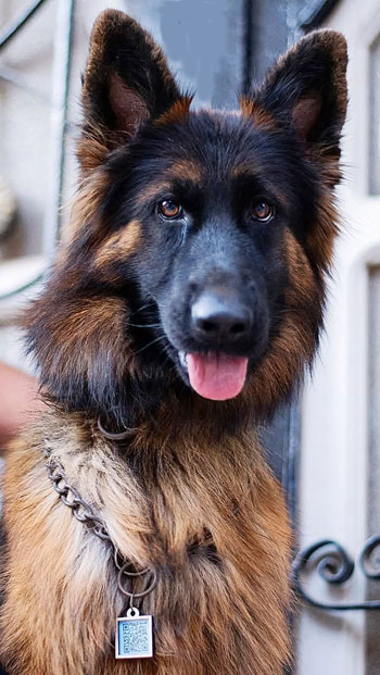 كلب يتقلد السلسلة كلب يتقلد السلسلة