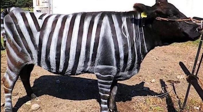 أبقار بخطوط تشبه خطوط الحمار الوحشي