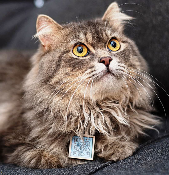 السلسلة في رقبىة قطة السلسلة في رقبىة قطة