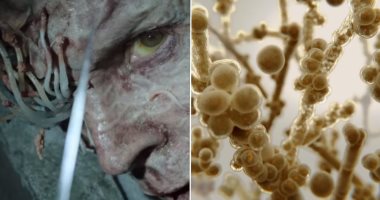 فطر كانديدا اوريس