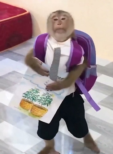 قرد بشنطة المدرسة قرد بشنطة المدرسة