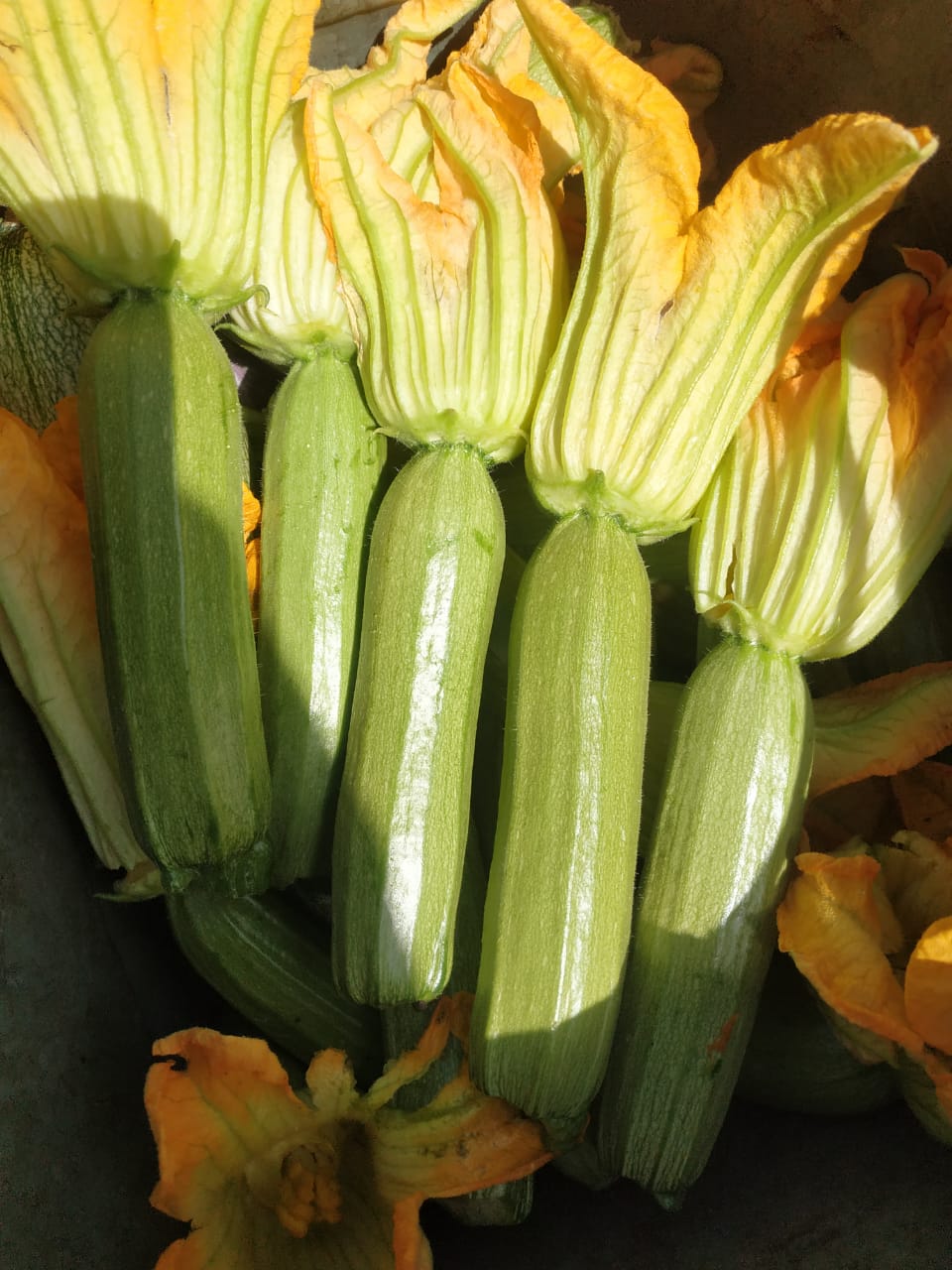 الكوسة الكوسة