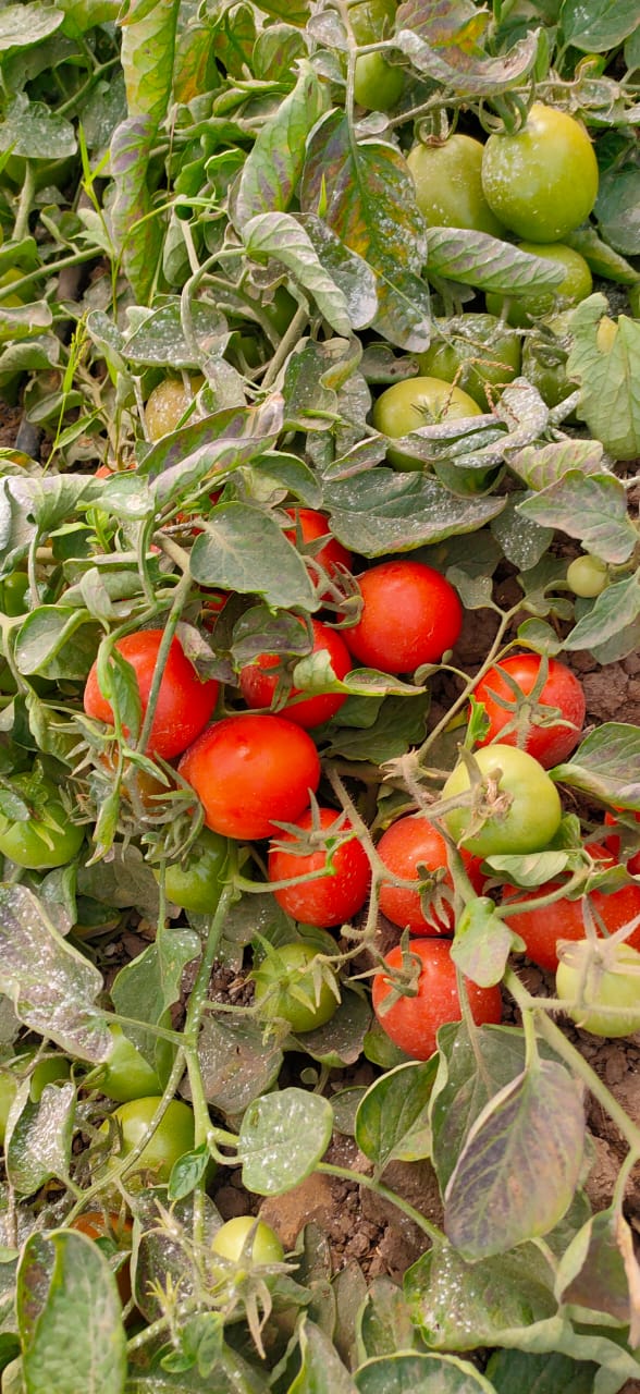 الطماطم الطماطم