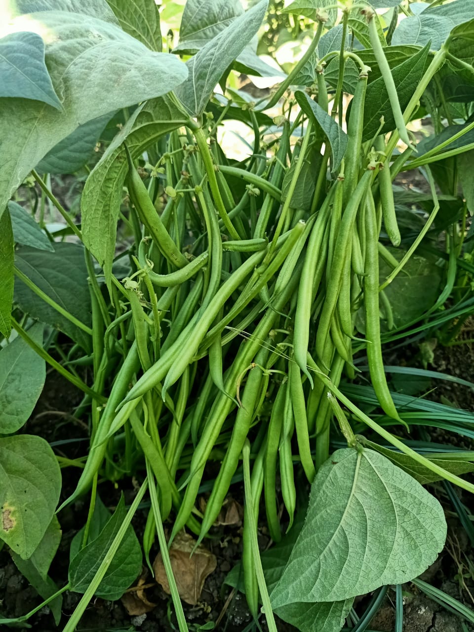 الفاصولياء