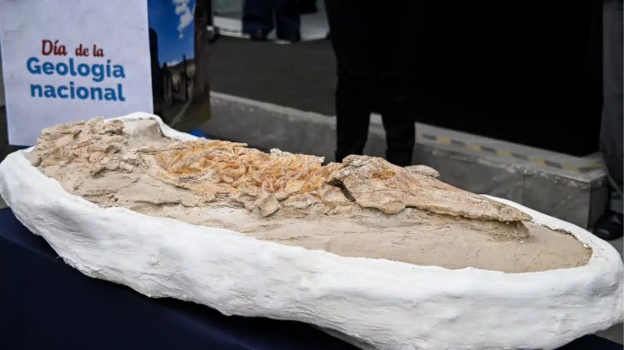 بقايا دولفين عمره 12 مليون سنة بقايا دولفين عمره 12 مليون سنة