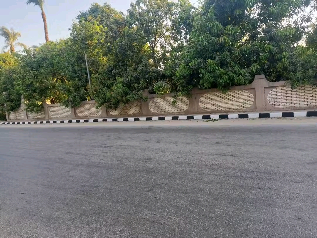 تجميل شوارع وطرق أسيوط (6)