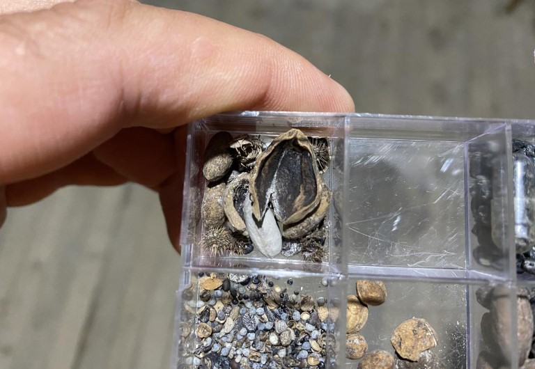 قشور البندق