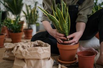 العناية بالنباتات