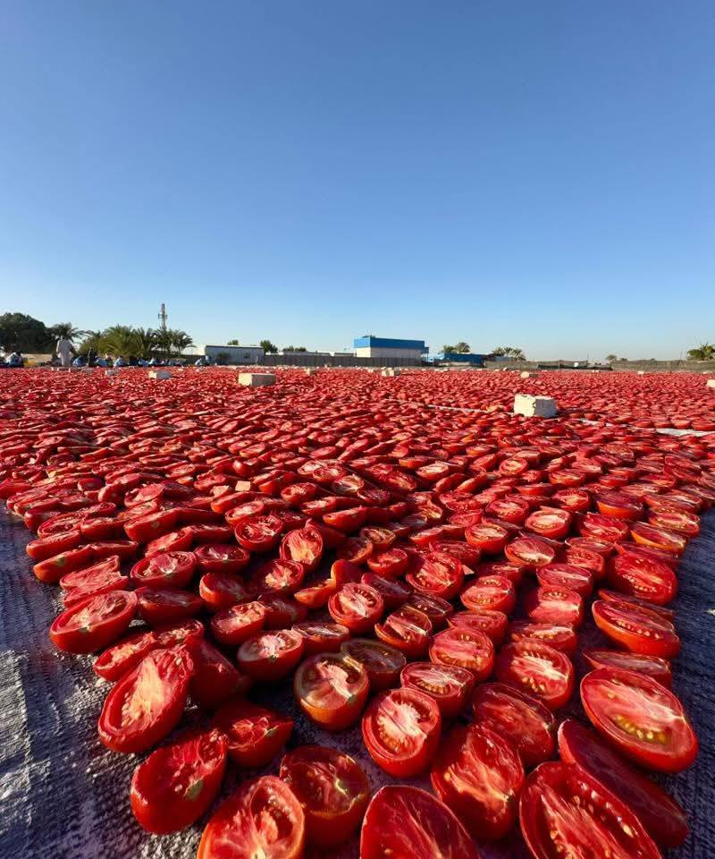 مزارع غرب الأقصر تبدء التجهيز لموسم زراعة وتجفيف الطماطم الشتوية الجديد