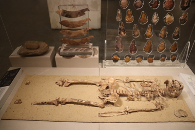 الهيكل العظمى