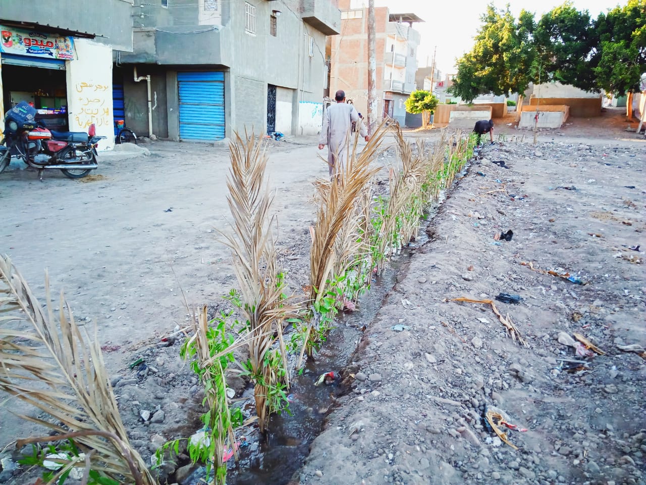 زرعة الأشجار