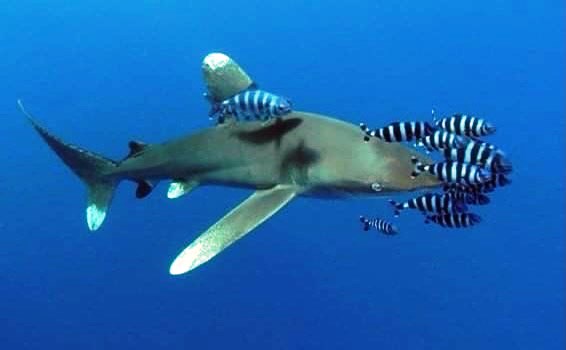 28034-القروش-بالبحر-الأحمر-