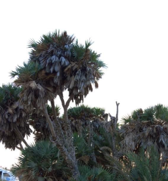 أشجار الدوم فى المنطقة