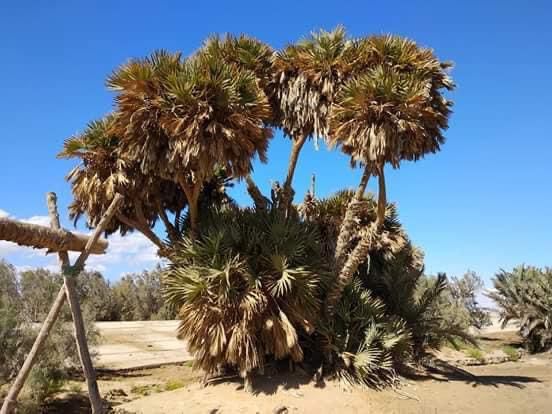 الدوم بمنطقة رأس بغدادى