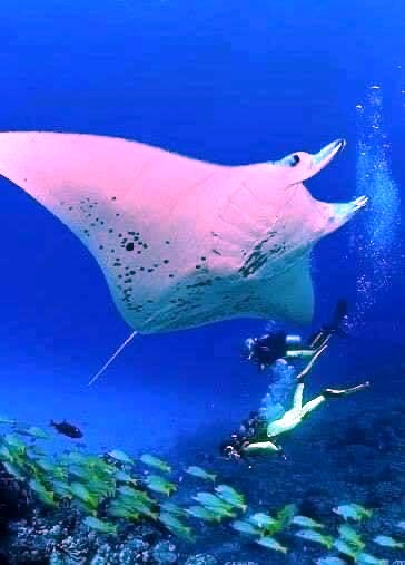 سمكة المانتا الشهيرة