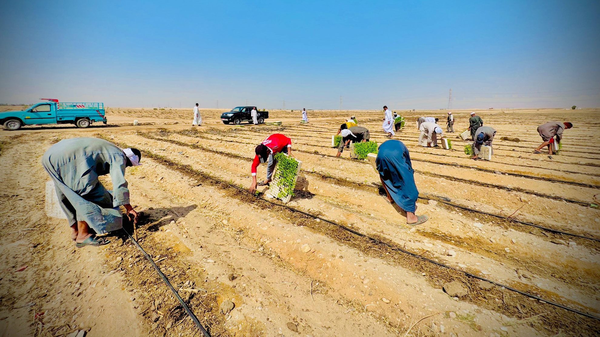 العمل بموسم زراعة الطماطم لتجفيفها وتصديرها للخارج في صحراوى إسنا