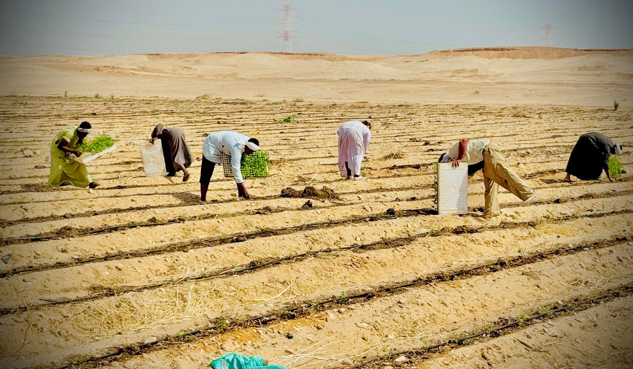 بدء العمل فى موسم زراعة الطماطم الشتوية غرب الأقصر