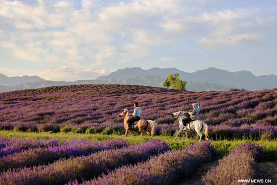 ركوب الخيل وسط حقول اللافندر