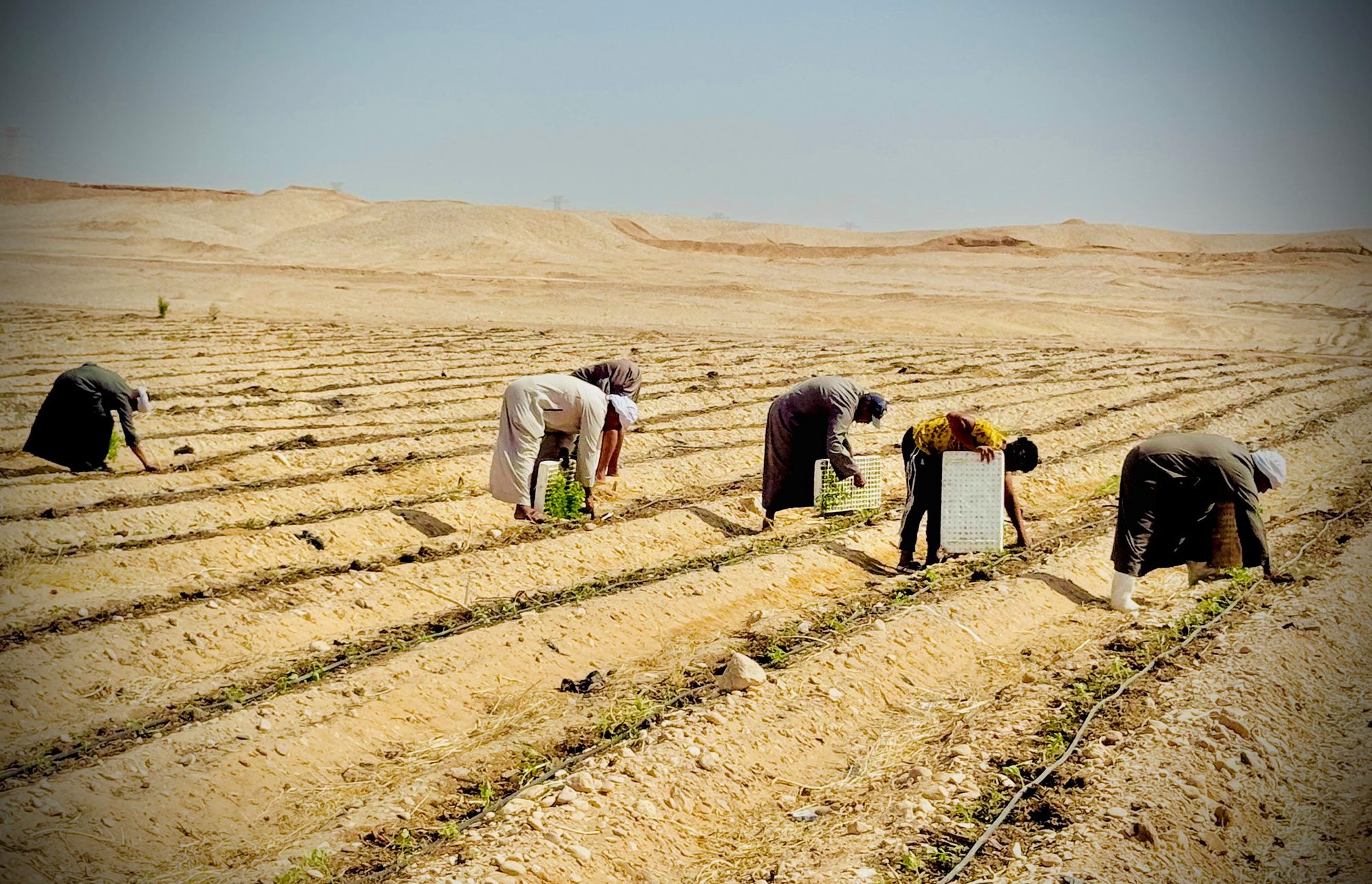 الأقصر تشهد بدء موسم زراعة الطماطم لتجفيفها وتصديرها للخارج
