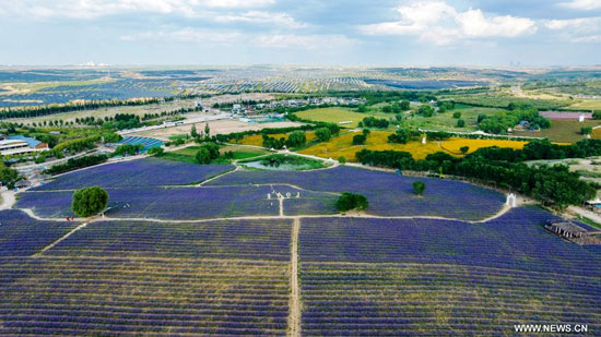 حقول اللافندر فى الصين