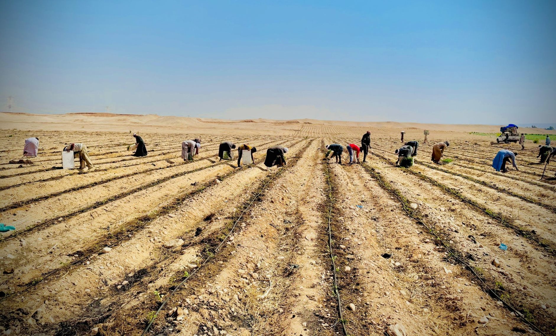 موسم زراعة الطماطم لتجفيفها وتصديرها للخارج في الظهير الصحراوى بإسنا