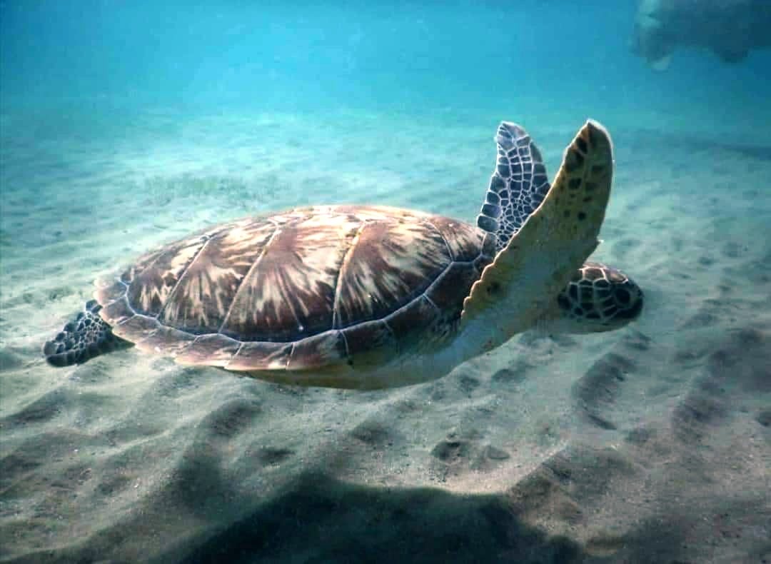 101075-السلاحف-البحرية-بالبحر-الأحمر-